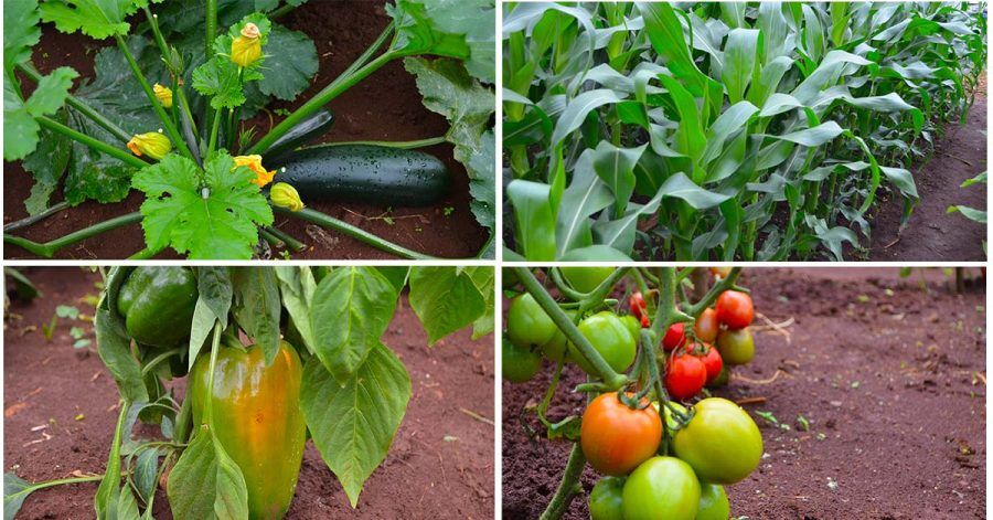 Meru Show Optimizing Crop Performance: Chiromo Fertilizers at the Meru National ...
